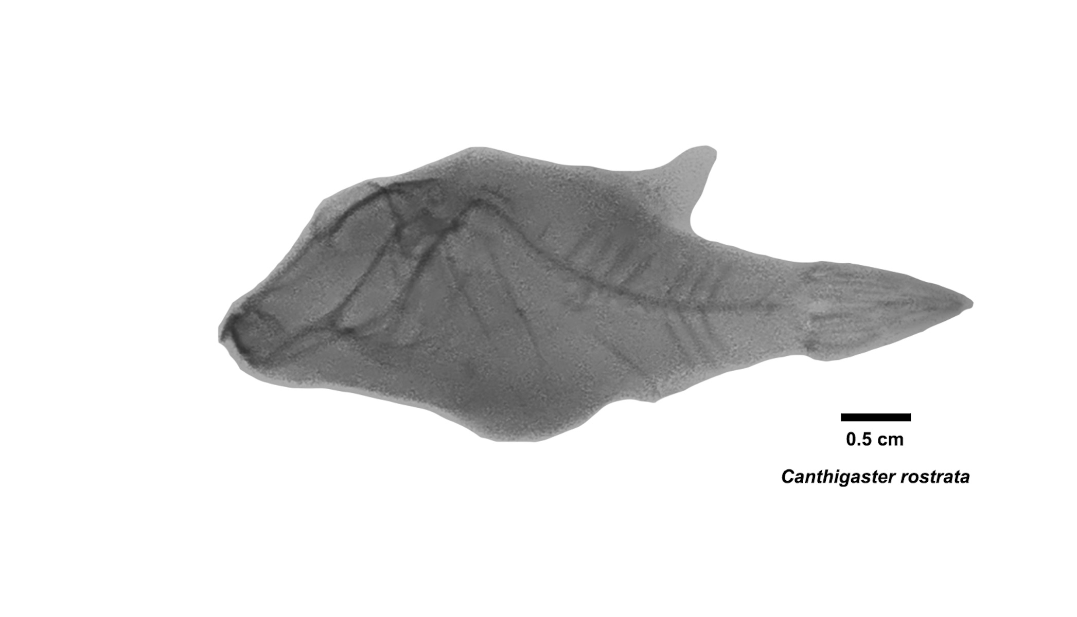Radiografía especie